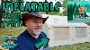5 Minute Inflatable Cabin Tent By Rbm Outdoors Coody Koala 5