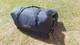 Large 12 Person Family Tent Multiple Rooms & Spacious Living Area