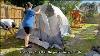 Tente De Camping Unp 10 Personnes Tente Familiale Kaki